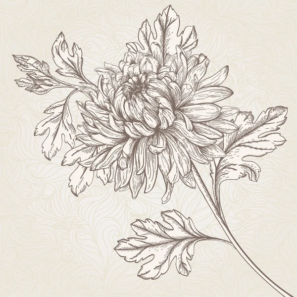 Цветочная хризантема — стоковый вектор