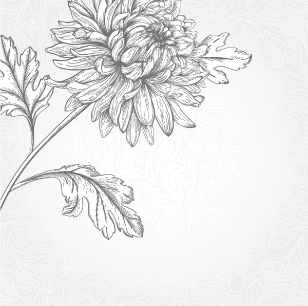 Bloem chrysant. — Stockvector