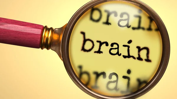 Examine Study Brain Showed Magnify Glass Word Brain Symbolize Process — Stock Photo, Image