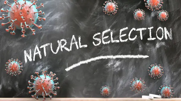 自然选择和弧菌病毒 大流行的混乱和自然选择被描绘成电晕病毒 用文字攻击学校黑板自然选择 3D例证 — 图库照片