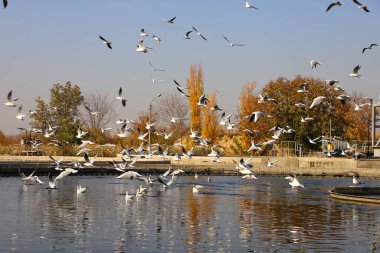 Sonbahar yaprakları dökülür ve martılar