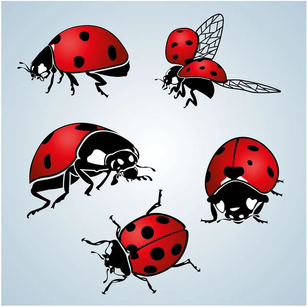 Ladybug. vector — Stock Vector