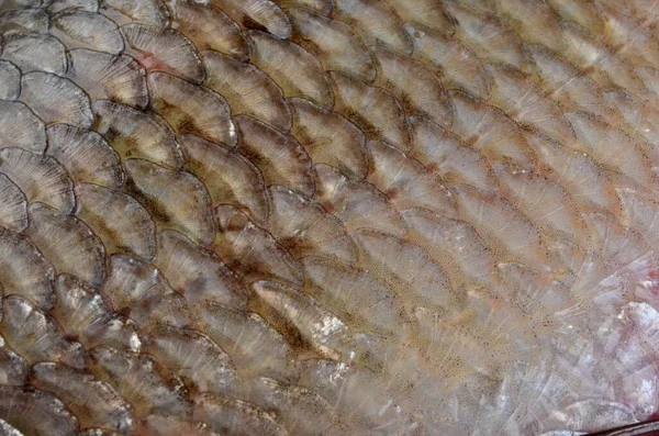 The fish scale close up. Real Ide Fish Scales Background