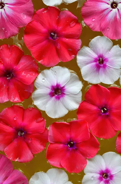 Different Colored Flower Mandala Floating Water Plate Made Fresh Flowers — Stock Photo, Image