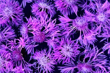 Taze çiçeklerden yapılmış su tabakasında yüzen çok renkli çiçek mandala. Çiçekli çiçek arkaplanı. Çiçek mozaiği. Çiçek kartı