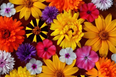 Taze çiçeklerden yapılmış su tabakasında yüzen çok renkli çiçek mandala. Çiçekli çiçek arkaplanı. Çiçek mozaiği. Çiçek kartı