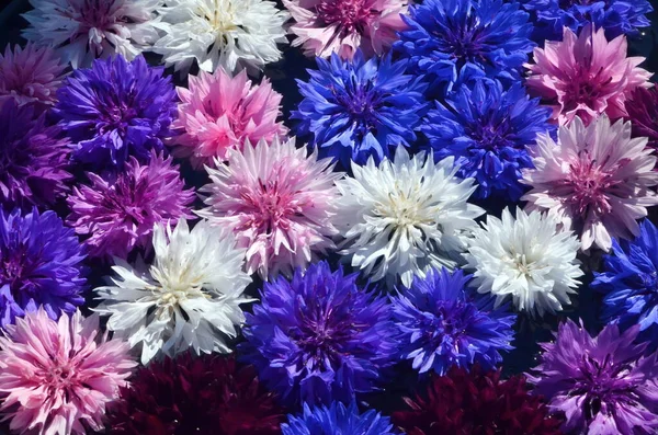 Taze çiçeklerden yapılmış su tabakasında yüzen çok renkli çiçek mandala. Çiçekli çiçek arkaplanı. Çiçek mozaiği. Çiçek kartı