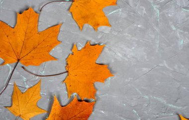 Sarı-altın lamba yaprakları yeşil damarlı gri beton bir duvarda, sonbahar arka planında