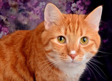 Kırmızı kedi kameraya poz veriyor.