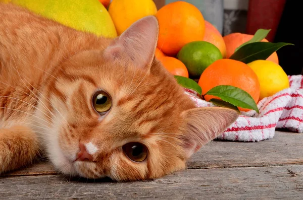 Rote Katze Posiert Für Die Kamera Nahaufnahme — Stockfoto