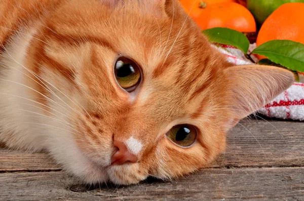 Κόκκινη Γάτα Ποζάρει Για Την Κάμερα Κλείστε — Φωτογραφία Αρχείου