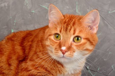 Kırmızı kedi, gri beton duvarın arka planında.