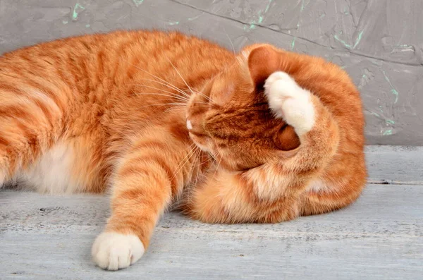 Die Rote Katze Liegt Und Wäscht Gegen Eine Graue Betonwand — Stockfoto