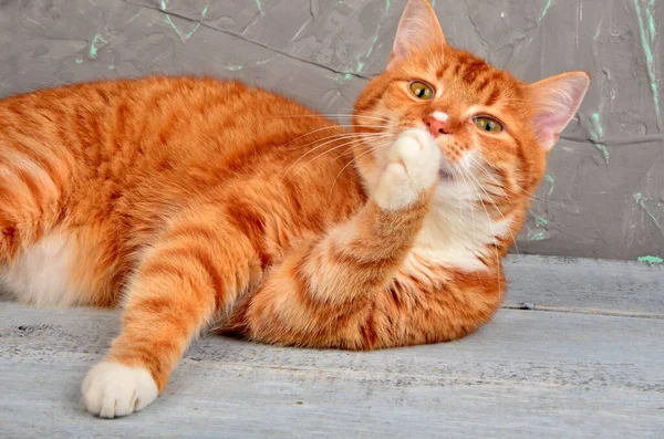 Красная Кошка Лежит Моется Серую Бетонную Стену — стоковое фото