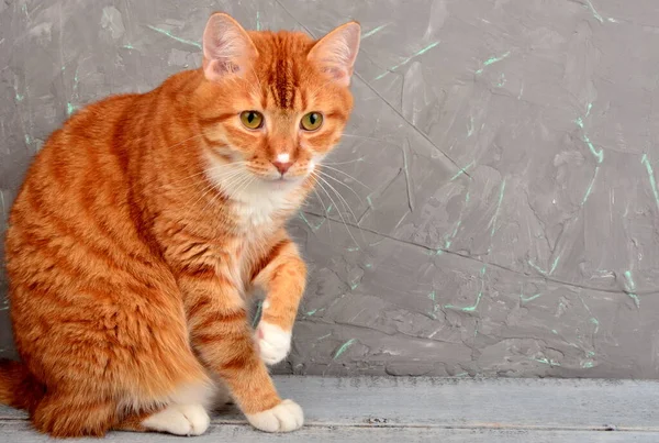 灰色のコンクリート壁の背景に赤い猫のクローズアップ — ストック写真