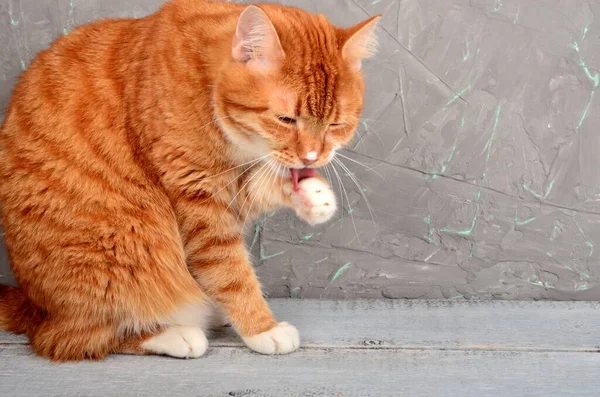 Κόκκινη Γάτα Ξαπλώνει Και Πλένεται Ένα Γκρίζο Τσιμεντένιο Τοίχο — Φωτογραφία Αρχείου