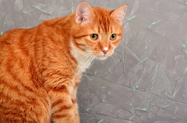 灰色のコンクリート壁の背景に赤い猫のクローズアップ — ストック写真