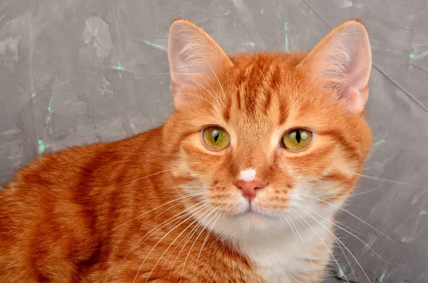 Κόκκινη Γάτα Γκρο Πλαν Γκρι Φόντο Τσιμεντένιου Τοίχου — Φωτογραφία Αρχείου