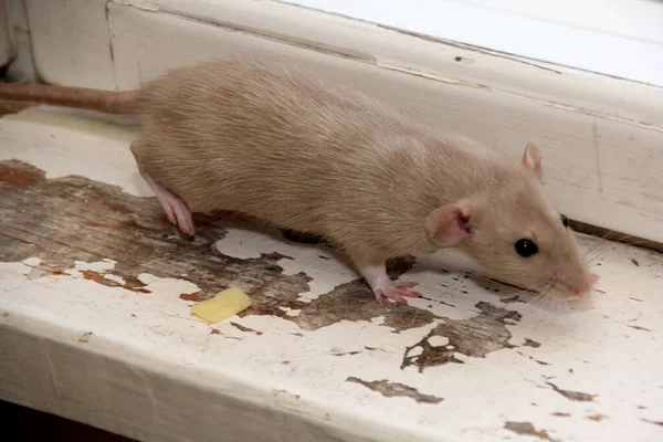 Dekoratif kahverengi sıçan yiyecek bir şeyler arıyor. Fare yer. Dekoratif ev faresi 