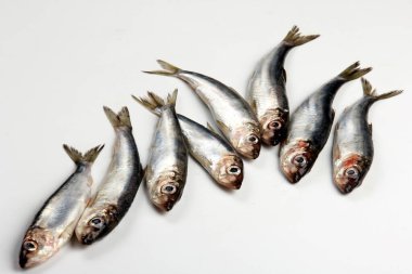 Beyaz arka planda taze çiğ Baltık ringası. Taze gümüş balık. 