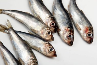 Beyaz arka planda taze çiğ Baltık ringası. Taze gümüş balık. 