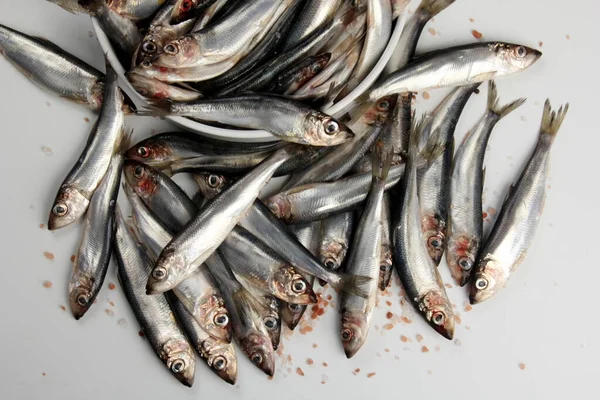 Beyaz bir zemin üzerinde pembe Himalaya tuzu bulunan taze çiğ Baltık ringası. Taze gümüş balık. 