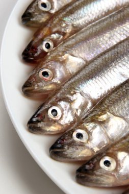 Beyaz arka planda taze eritilmiş balık, beyaz tabakta küçük balık. Erimiş balıklar (Avrupa eritilmiş) beyaz üzerine izole edilmiş