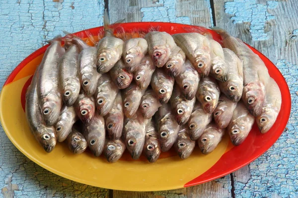 냄새가 생선들 의나무 냄새를 풍기는 아슬리 — 스톡 사진