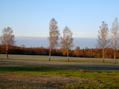 Önde yeşil mısır gevreği tarlası, arkada ağaçlar, ilkbahar sabahının erken saatlerinde güneş doğar.           