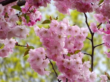 Riga, Letonya 'da çiçek açan pembe kiraz çiçekleri. Sakura 'nın pembe çiçekleri