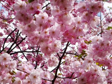 Riga, Letonya 'da çiçek açan pembe kiraz çiçekleri. Sakura 'nın pembe çiçekleri