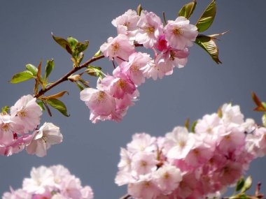 Riga, Letonya 'da çiçek açan pembe kiraz çiçekleri. Sakura 'nın pembe çiçekleri