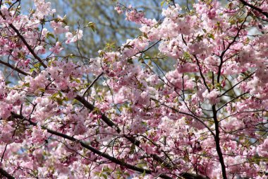 Riga, Letonya 'da çiçek açan pembe kiraz çiçekleri. Sakura 'nın pembe çiçekleri