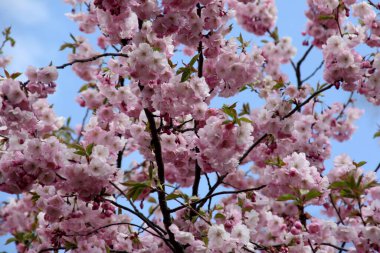 Riga, Letonya 'da çiçek açan pembe kiraz çiçekleri. Sakura 'nın pembe çiçekleri