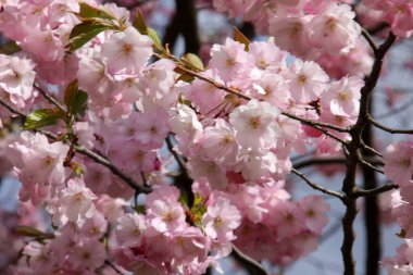 Riga, Letonya 'da çiçek açan pembe kiraz çiçekleri. Sakura 'nın pembe çiçekleri