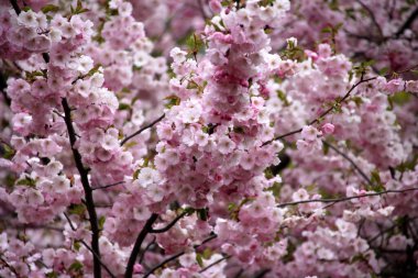 Riga, Letonya 'da çiçek açan pembe kiraz çiçekleri. Sakura 'nın pembe çiçekleri