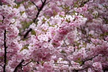 Riga, Letonya 'da çiçek açan pembe kiraz çiçekleri. Sakura 'nın pembe çiçekleri