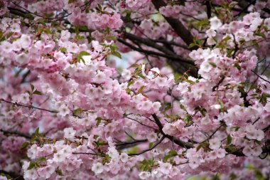 Riga, Letonya 'da çiçek açan pembe kiraz çiçekleri. Sakura 'nın pembe çiçekleri