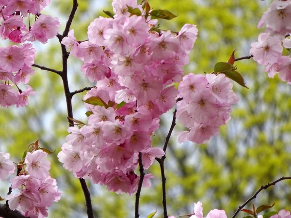 Rosa Kirschblüte Sakura Blume Blühen Nahaufnahme Von Riga Lettland Rosafarbene — Stockfoto