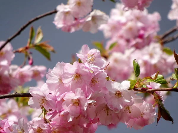 Pink Cherry Blossom Sakura Flower Blooming Close Riga Latvia Pink — Stock Photo, Image