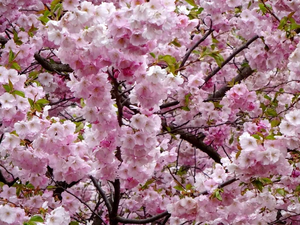 Rosa Kirschblüte Sakura Blume Blühen Nahaufnahme Von Riga Lettland Rosafarbene — Stockfoto