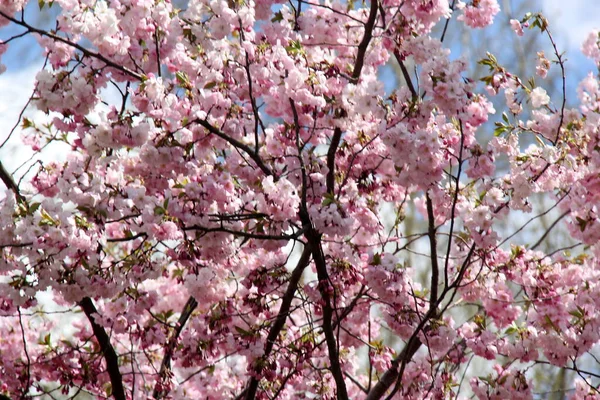 Rosa Kirschblüte Sakura Blume Blühen Nahaufnahme Von Riga Lettland Rosafarbene — Stockfoto