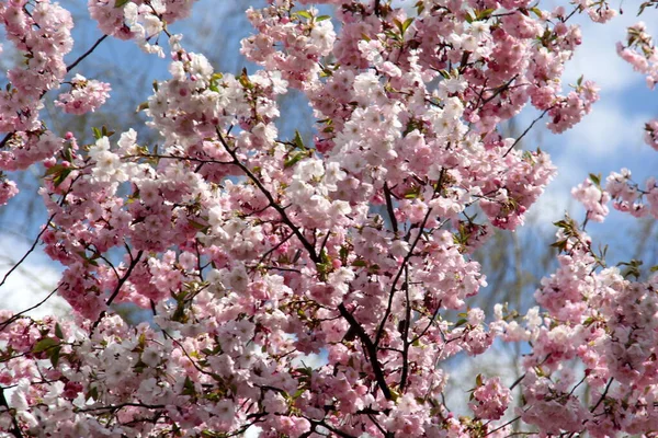 Rosa Kirschblüte Sakura Blume Blühen Nahaufnahme Von Riga Lettland Rosafarbene — Stockfoto
