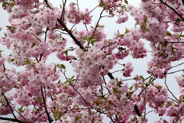 Rosa Kirschblüte Sakura Blume Blühen Nahaufnahme Von Riga Lettland Rosafarbene — Stockfoto