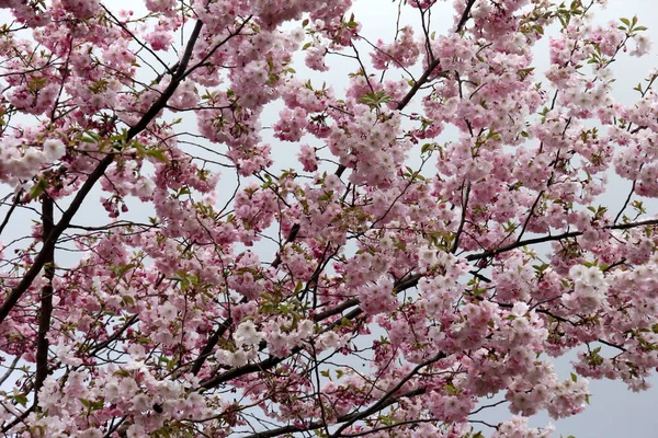 Rosa Kirschblüte Sakura Blume Blühen Nahaufnahme Von Riga Lettland Rosafarbene — Stockfoto