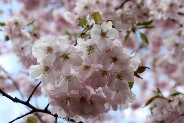 Rosa Kirschblüte Sakura Blume Blühen Nahaufnahme Von Riga Lettland Rosafarbene — Stockfoto