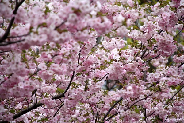 Pink Cherry Blossom Sakura Flower Blooming Close Riga Latvia Pink — Stock Photo, Image