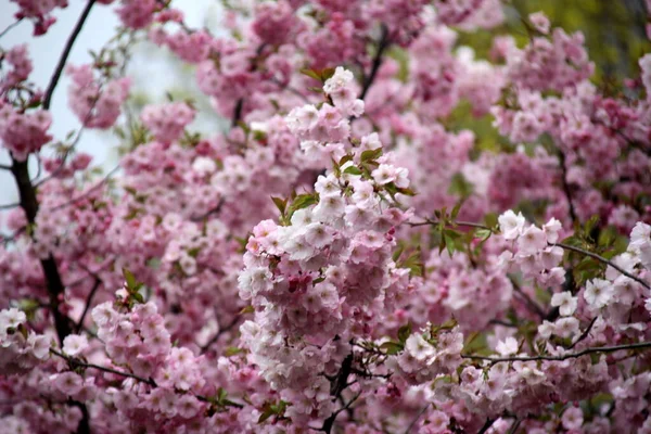Квіти Рожевої Вишневої Сакури Розквітають Близько Риги Латвія Рожеві Квіти — стокове фото