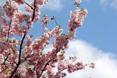 Gökyüzü arka planındaki dallarda pembe kiraz çiçekleri Riga, Letonya 'da kiraz çiçekleri veya sakura 