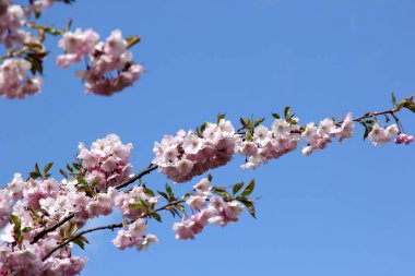 Gökyüzü arka planındaki dallarda pembe kiraz çiçekleri Riga, Letonya 'da kiraz çiçekleri veya sakura 